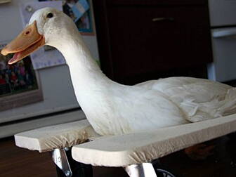 Disabled duck gets a wheelchai...